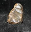 Triceratops Tooth With Partial Root #1130-1
